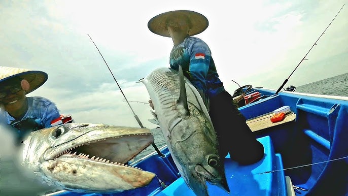 5 Tips Umpan Ikan Tenggiri Laut Di Pemancingan Laut