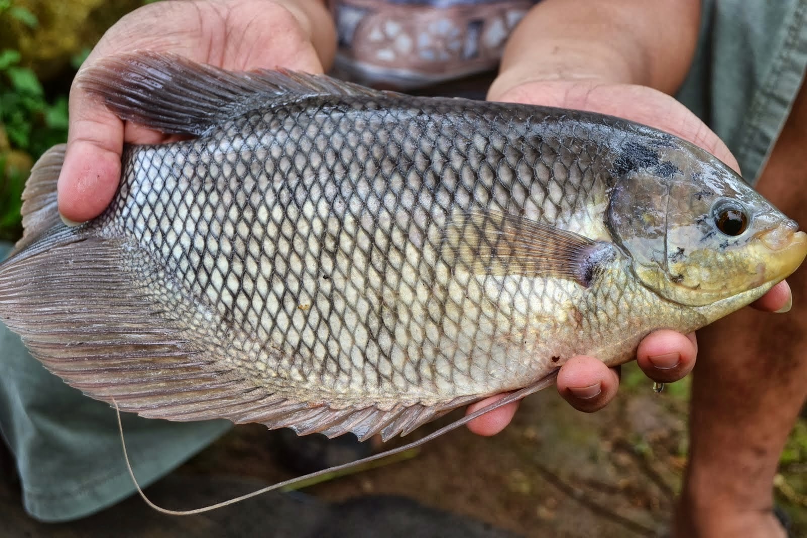 5 Teknik Membuat Umpan Mancing Gurame Di Pemancingan